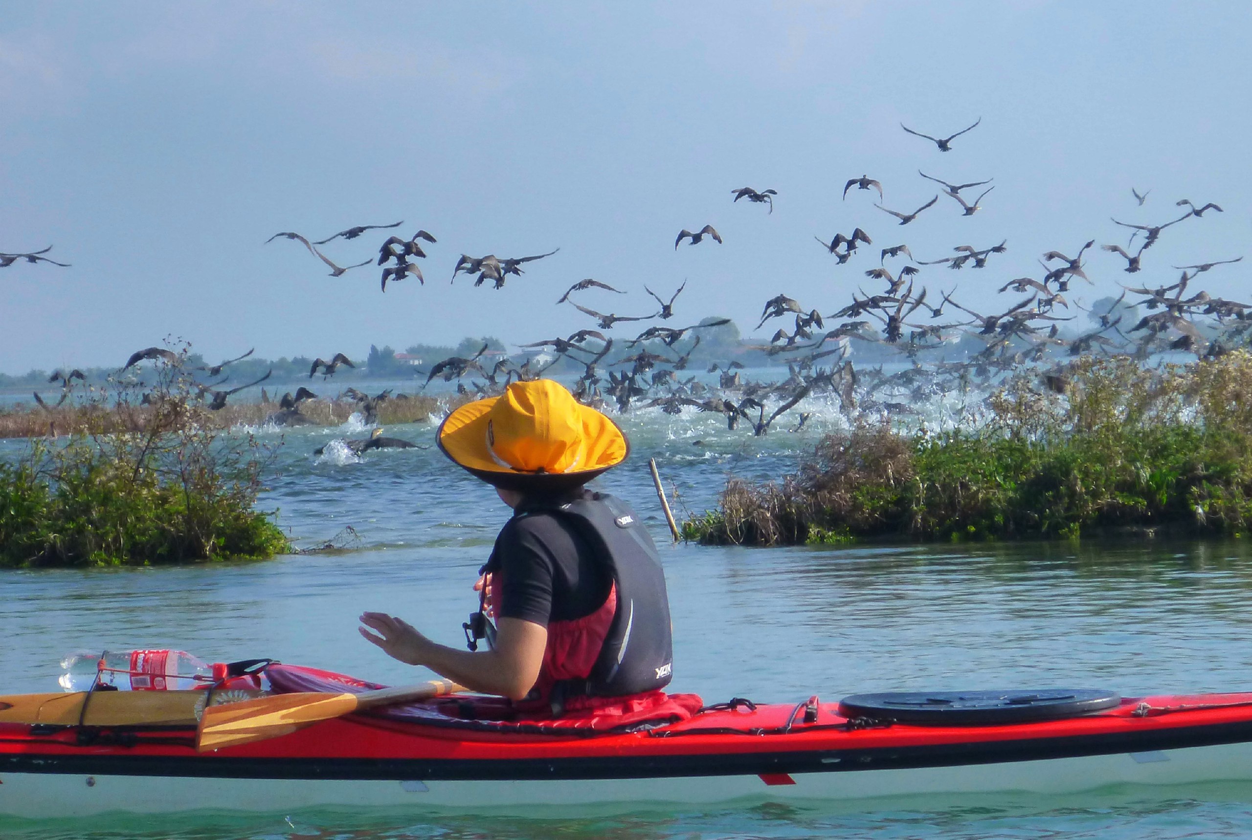 Kayak in barena con cormorani